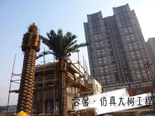 国产探花视频在线观看大樹